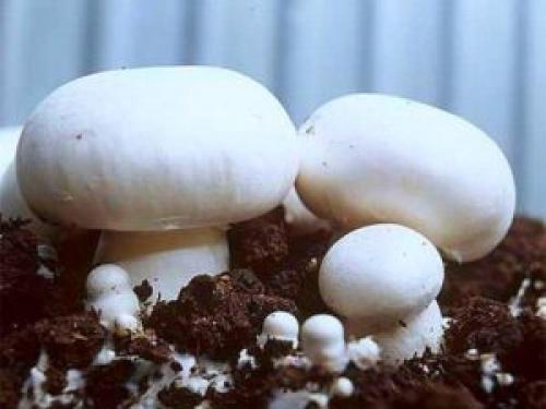 Выращивание шампиньонов в домашних условиях для новичков пошагово. Выращивание шампиньонов в домашних условиях: инструкция для новичков