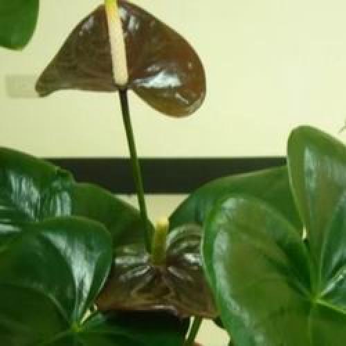 Цветок комнатный антуриум уход. Мужской цветок антуриум как ухаживать