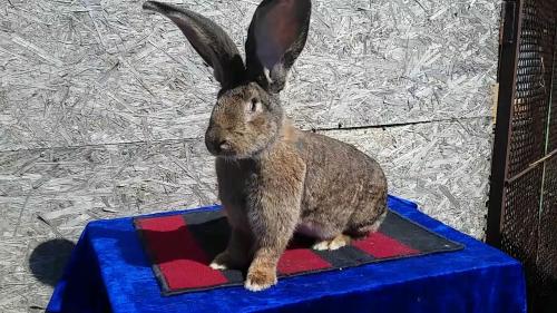 Как определить породу кролика. Породы кроликов промышленного назначения