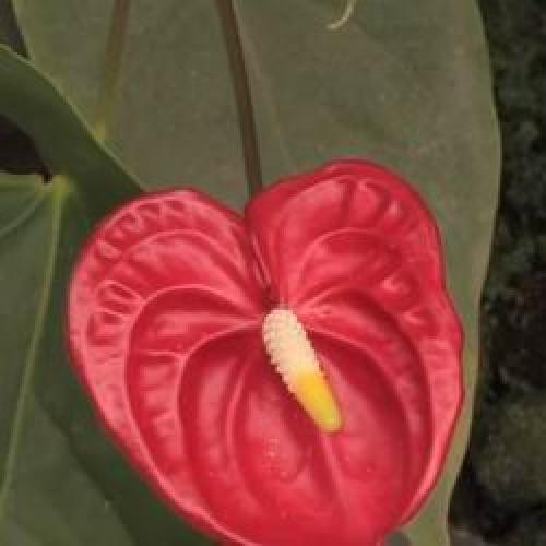 Цветок комнатный антуриум уход. Мужской цветок антуриум как ухаживать