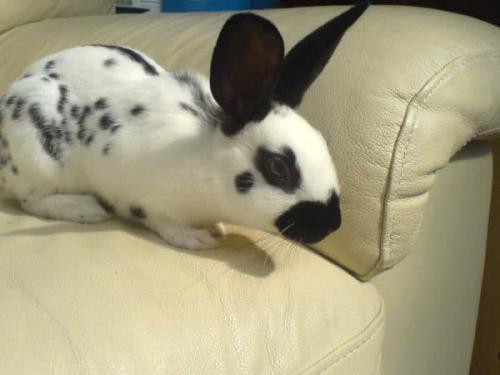 Как определить породу кролика декоративного. Виды