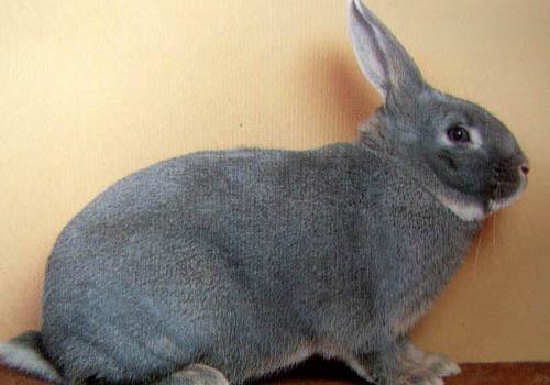 Декоративный кролик породы белка. Кролик породы белка