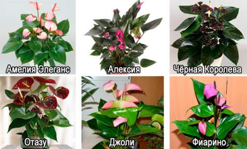 Комнатное цветок антуриум. Краткое описание цветка