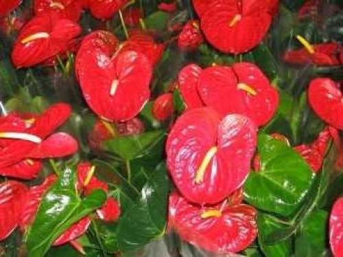 Как ухаживать за антуриумом в домашних условиях в горшке для начинающих. Уход за антуриумом в домашних условиях, основные правила