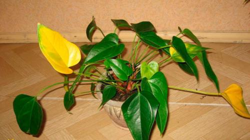 Мужской цветок Антуриум, как ухаживать листья желтеют и. Что делать, если желтеют листья у антуриума?