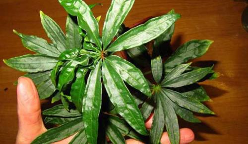 Уход за цветком антуриум в домашних условиях. Антуриум