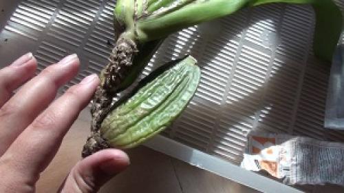 Чем заменить янтарную кислоту для орхидей. Успешная реанимация орхидеи янтарной кислотой