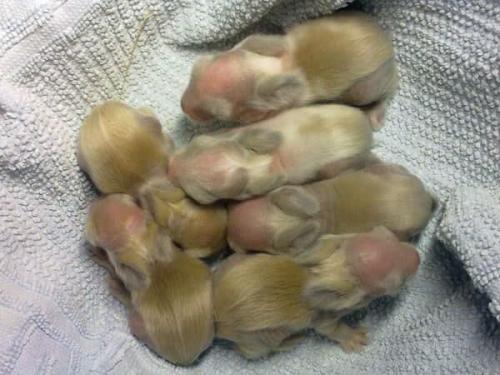 Кролики породы рекс декоративные. Особенности породы кроликов Рекс