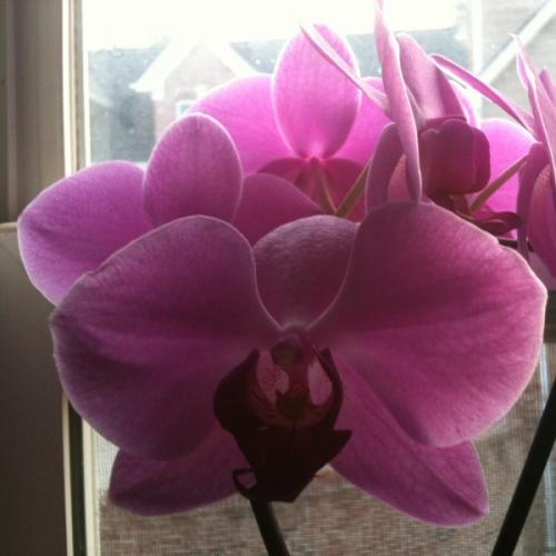 Орхидея не цветет 2 года, что делать. Как заставить цвести орхидею фаленопсис?