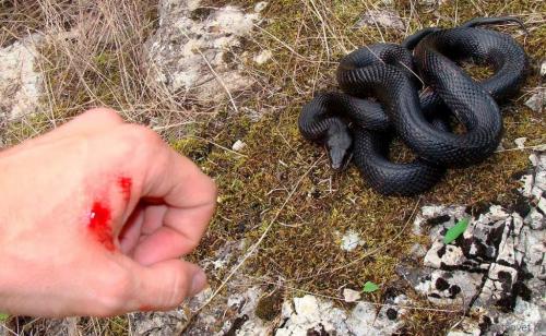 гербицид от змей. как избавиться от змей на дачном участке: средства борьбы с ползучими гадами