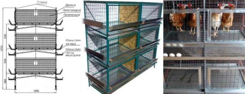 Клетки для кур своими руками чертежи. Клетки для кур несушек
