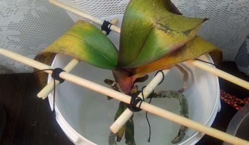 Янтарная кислота для орхидей, как применять таблетки. Секреты использования янтарной кислоты для орхидей