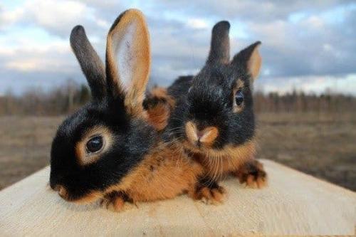 Как определить породу кролика декоративного. Виды