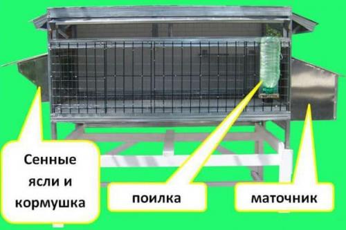 Кролики породы рекс декоративные. Особенности породы кроликов Рекс