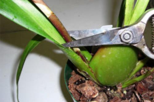 Как правильно обрезать цветонос у орхидеи. Интересно о том, как правильно обрезать орхидею после цветения