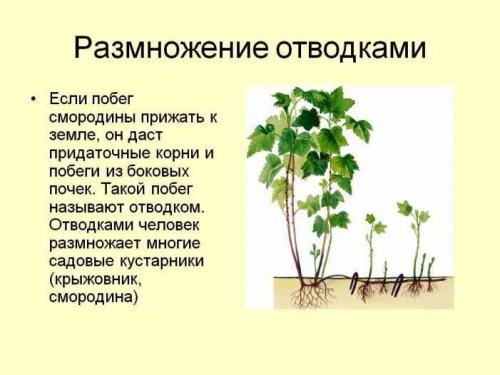 Вегетативный способ размножения это. Способы размножения комнатных растений