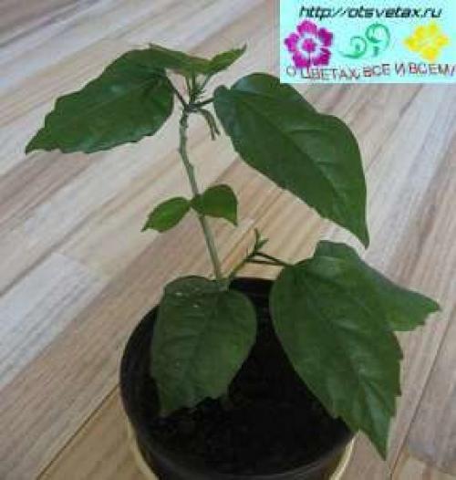 Вегетативный способ размножения это. Способы размножения комнатных растений