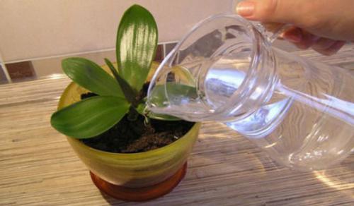 Янтарная кислота для орхидей, как применять таблетки. Секреты использования янтарной кислоты для орхидей