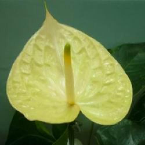 Цветок комнатный антуриум уход. Мужской цветок антуриум как ухаживать