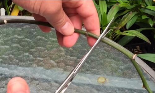 Как обрезать орхидею после цветения в домашних условиях. Как максимально безболезненно обрезать орхидею