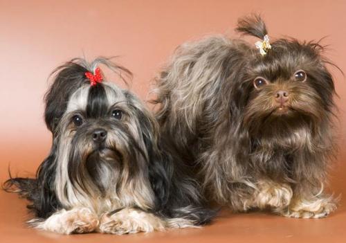 Русская цветная болонка щенок. Характер русской цветной болонки