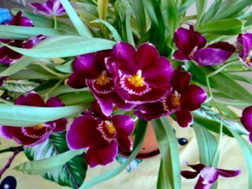 Цветок мильтония Уход в домашних условиях. Виды и сорта