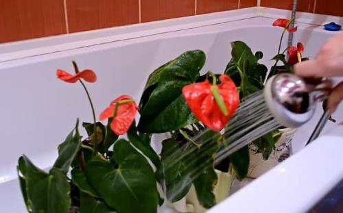 Уход за цветком антуриум в домашних условиях. Как ухаживать за антуриумом в домашних условиях после покупки