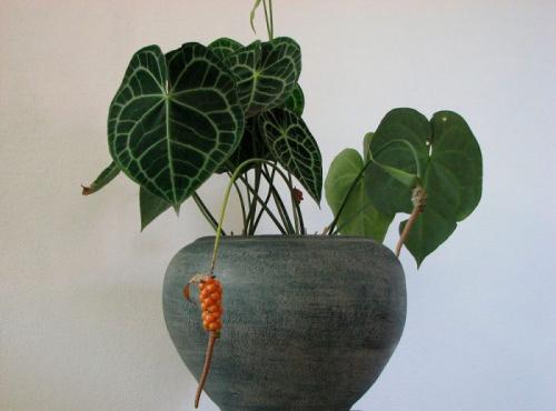 Комнатный цветок антуриум, как ухаживать за ними. Антуриум