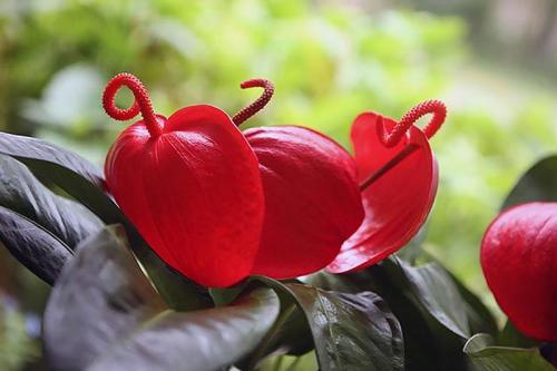 Как ухаживать за антуриумом в домашних условиях. Виды антуриума