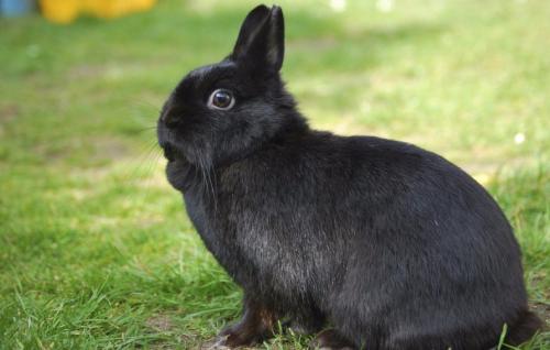 Породы декоративных кроликов. Голландский карликовый кролик