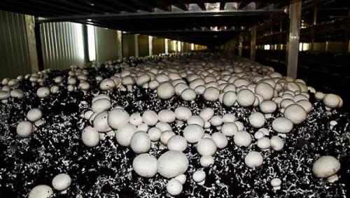 Выращивание грибов шампиньонов в домашних условиях для новичков. Самый простой способ выращивания шампиньонов в домашних условиях