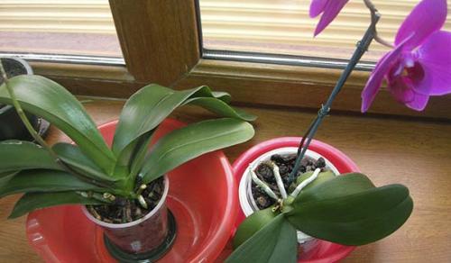 Янтарная кислота для орхидей, как применять таблетки. Секреты использования янтарной кислоты для орхидей