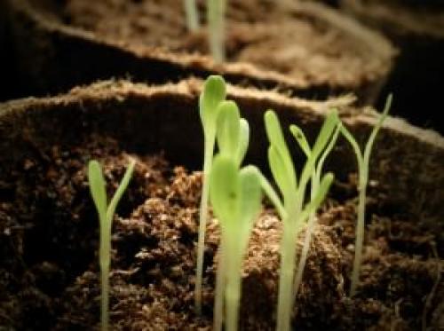 Способы вегетативного размножения растений таблица. Способы размножения растений