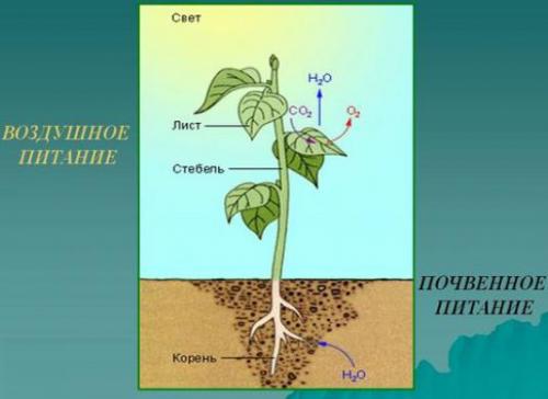 Как питаются растения?