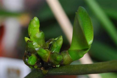 Цитокининовая паста применение для комнатных растений. Цитокининовая паста для орхидей: свойства и применение