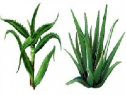Чем отличаются столетник и алоэ вера