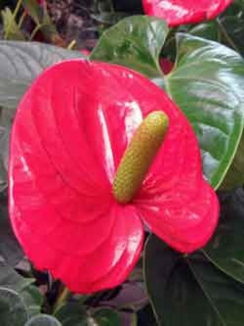 Как ухаживать за антуриумом в домашних условиях, чтобы он зацвел. Как обеспечить уход антуриуму в домашних условиях?