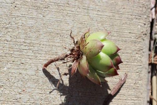 Посадка молодила в открытый грунт и уход за саженцами