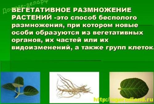Вегетативное размножение комнатных растений. Вот в чем причина деформации огурцов