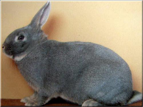 Декоративный кролик породы белка. Кролик породы белка