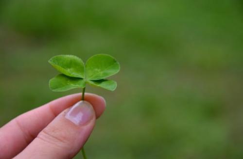 Способы вегетативного размножения растений таблица. Способы размножения растений