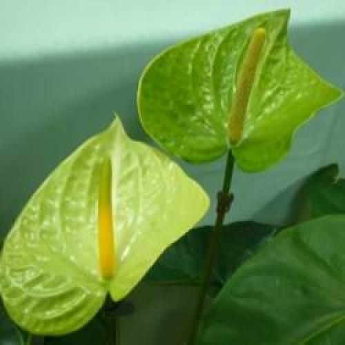 Цветок комнатный антуриум уход. Мужской цветок антуриум как ухаживать