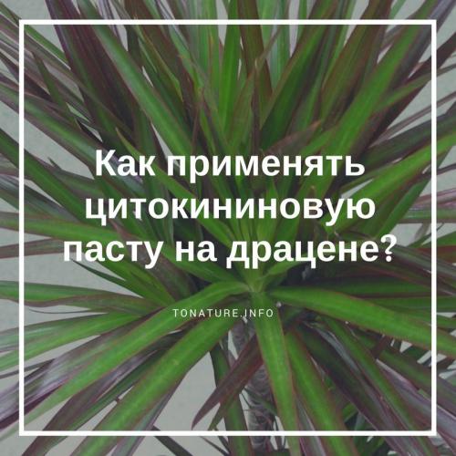 Цитокининовая паста для драцены. Как применять цитокининовую пасту на драцене?