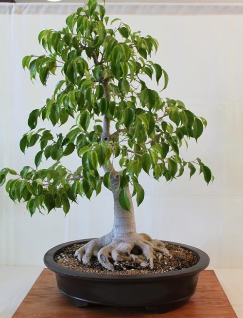 Как сделать бонсай из фикуса Бенджамина пошагово. Как сделать бонсай из фикуса Бенджамина?