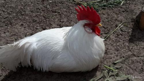 Ломан браун петух. Внешние характеристики