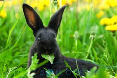 Декоративные кролики интеллект. Содержание декоративного кролика