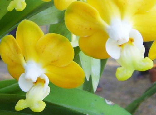 почему не цветет орхидея фаленопсис, а растут только листья. как заставить цвести орхидею фаленопсис?