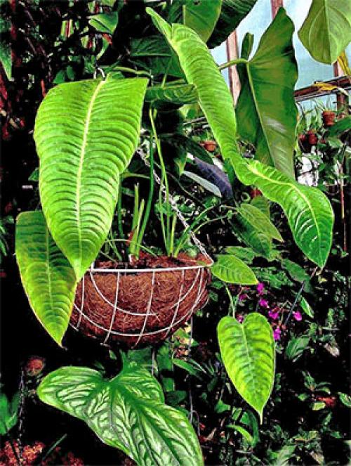 Антуриум уход в домашних условиях почему сохнут листья. Старение листьев антуриума