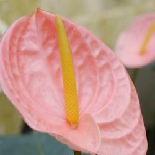 Цветок комнатный антуриум уход. Мужской цветок антуриум как ухаживать