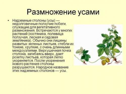 Вегетативный способ размножения это. Способы размножения комнатных растений